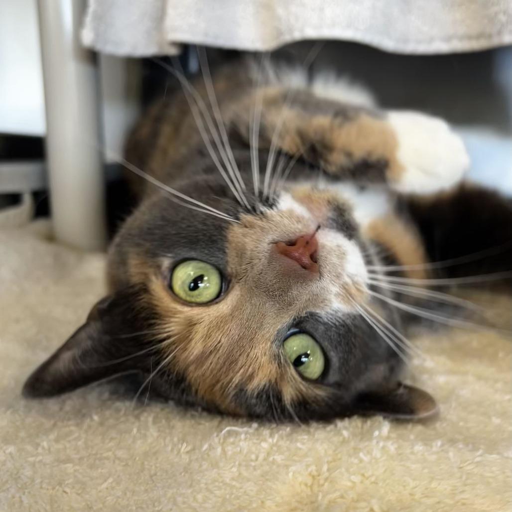 Enlarge Valentine, a Adoptable Domestic Short Hair in Dover, NH image 5/6