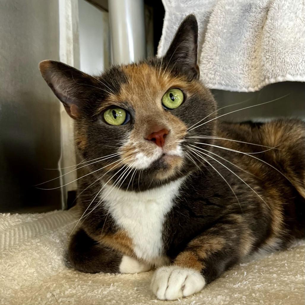 Enlarge Valentine, a Adoptable Domestic Short Hair in Dover, NH image 6/6