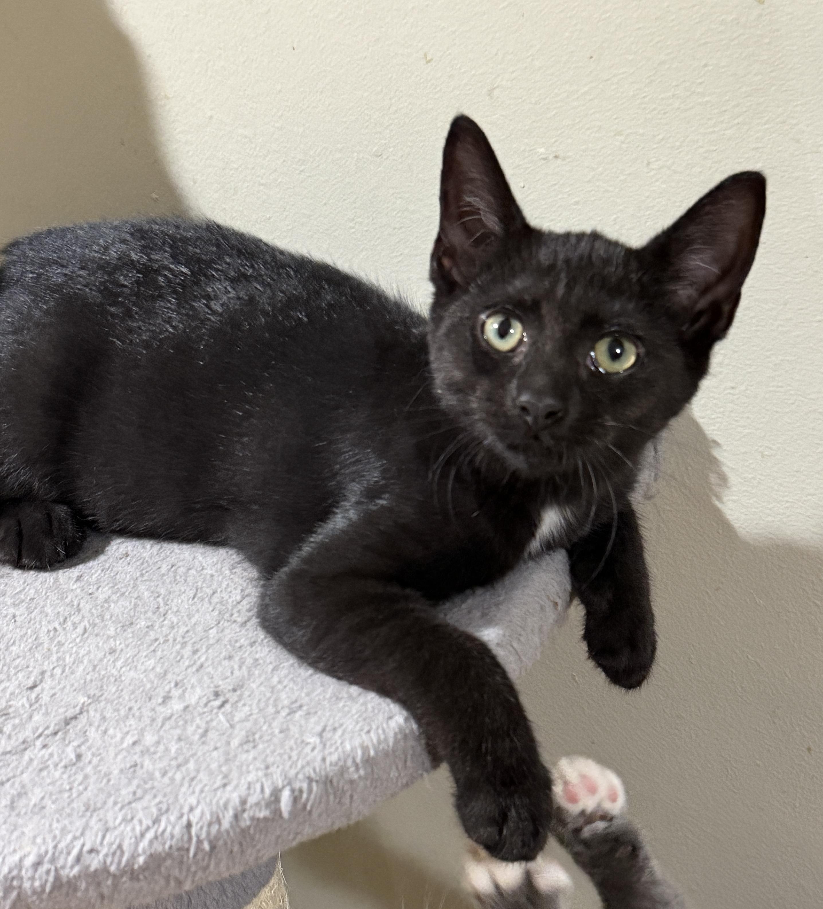 Jiji, Adoptable, Kitten Female Domestic Short Hair.