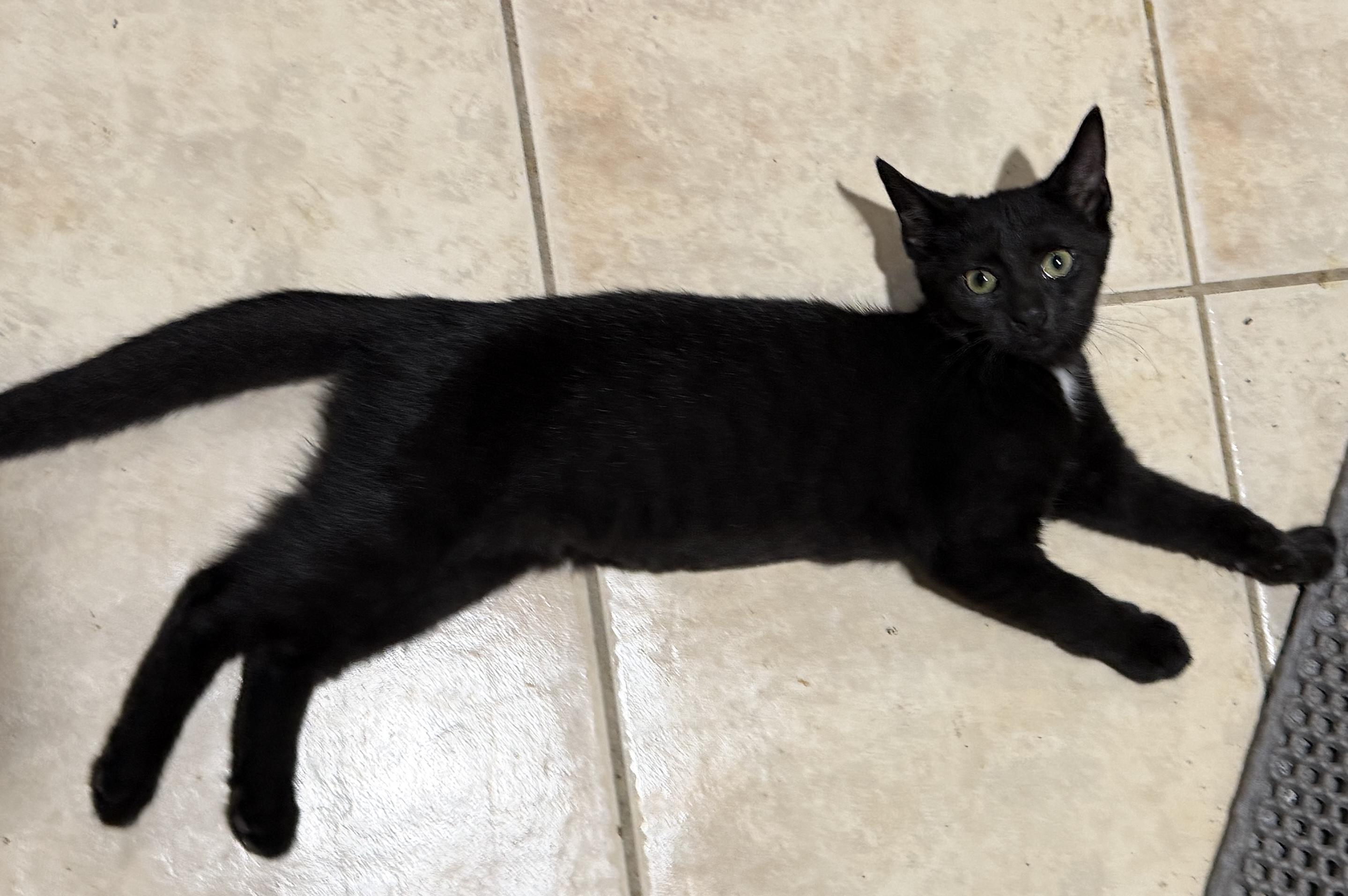 Enlarge Jiji, a Adoptable Domestic Short Hair in East Hanover, NJ image 2/3