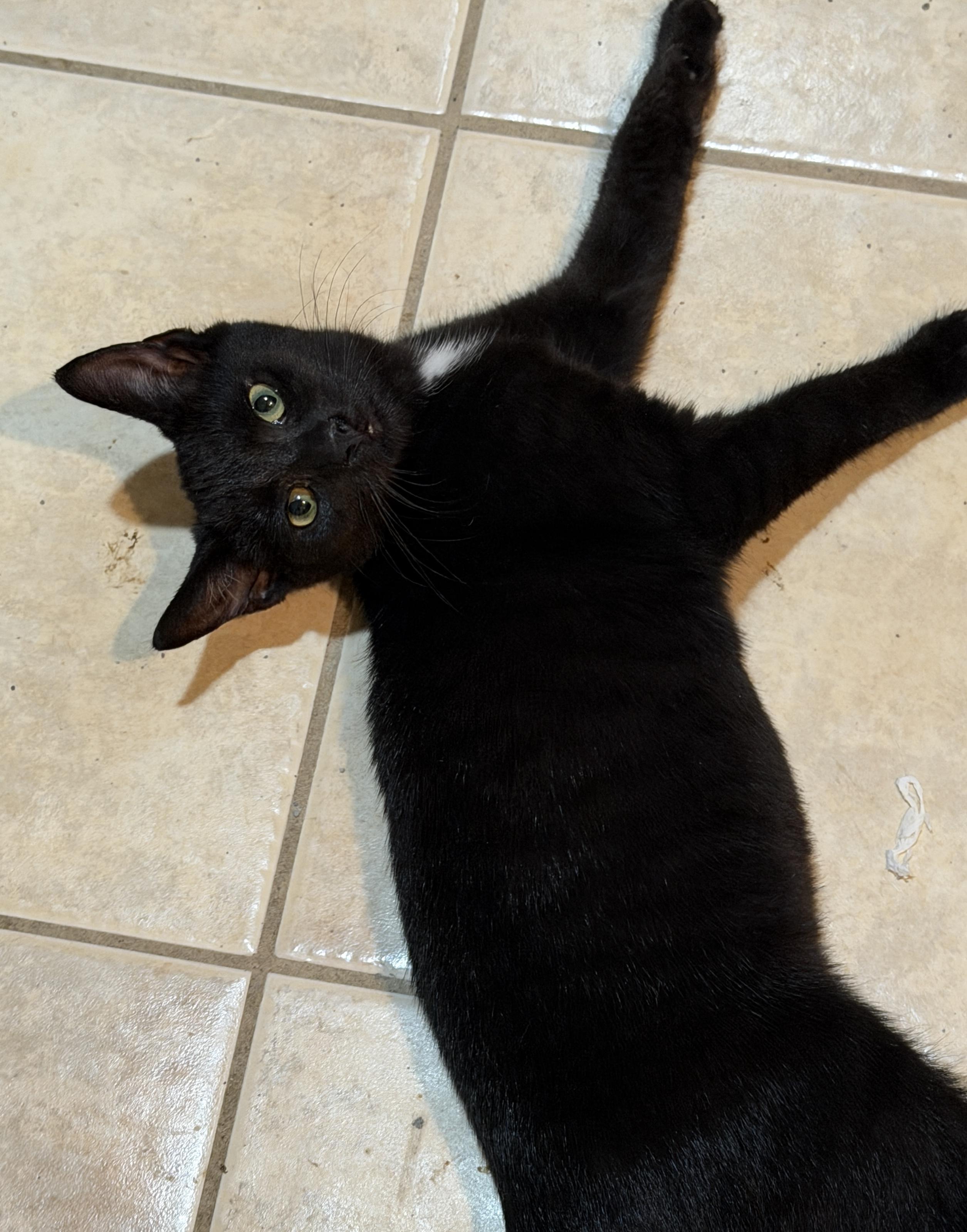 Enlarge Jiji, a Adoptable Domestic Short Hair in East Hanover, NJ image 3/3