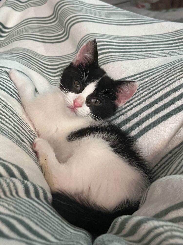 Dottie, Adoptable, Kitten Female Domestic Short Hair.