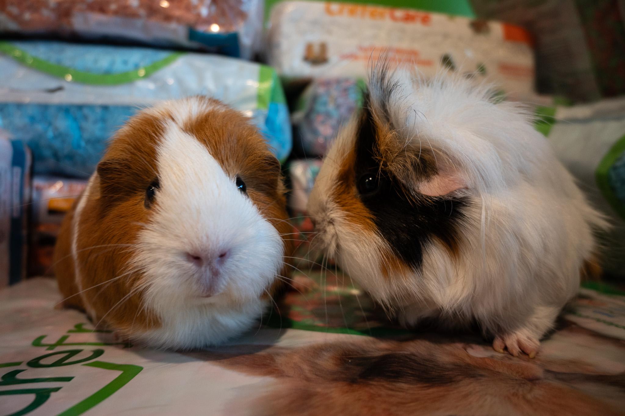 Spongebobbie and Patty, adoptable, Adult Female Guinea Pig.
