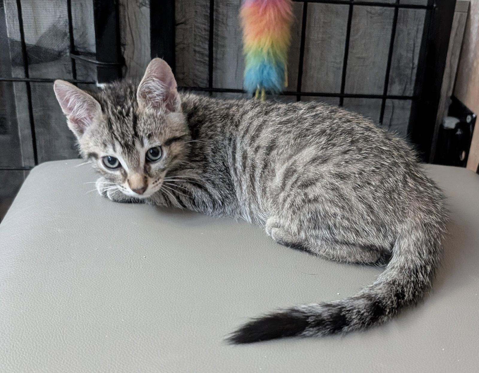 Litmus 5.23.26, Adoptable, Kitten Male Domestic Short Hair.