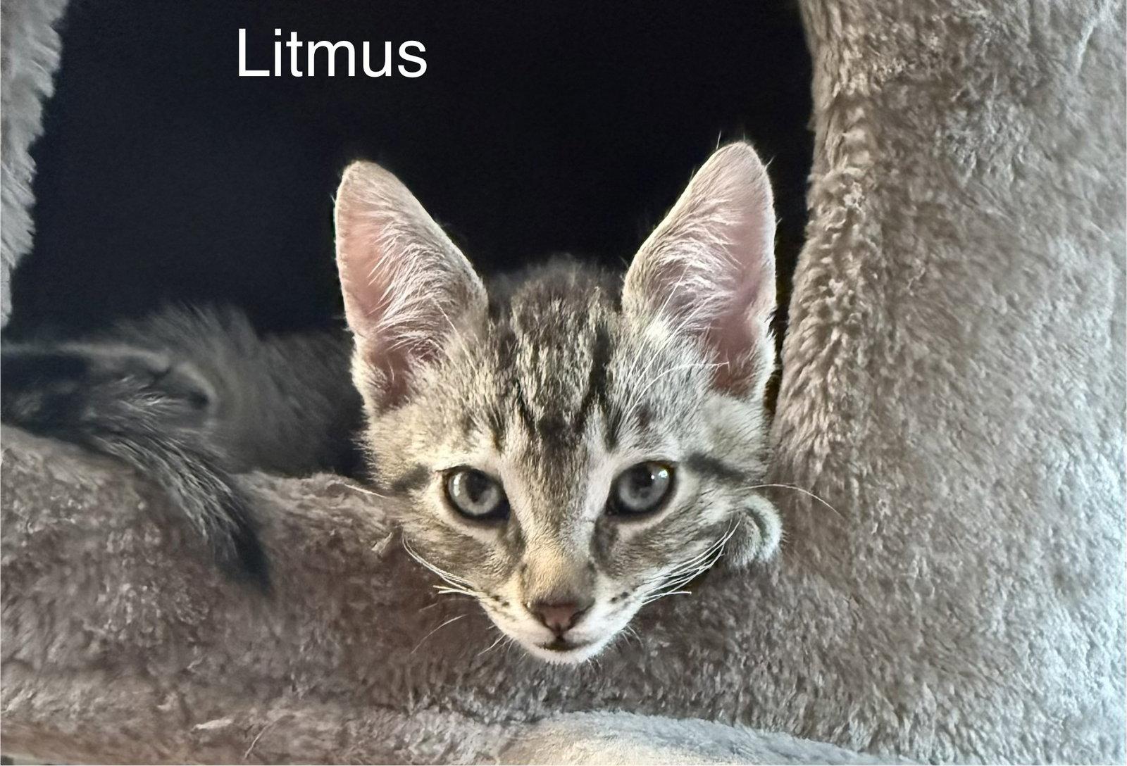 Litmus 5.23.26, a Adoptable Domestic Short Hair in Apopka, FL image 3/3