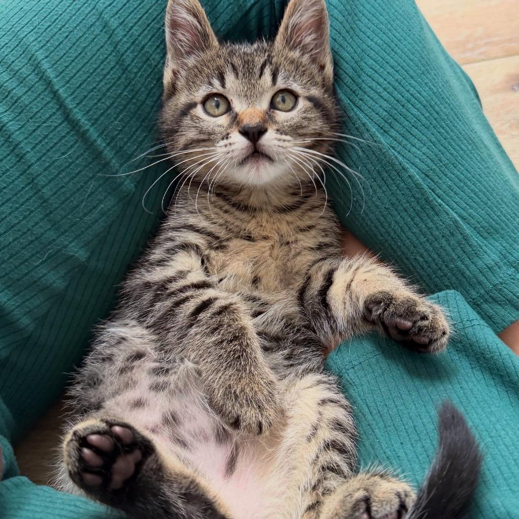 Enlarge Dr. Robby, a Adoptable Domestic Short Hair in Los Angeles, CA image 1/5