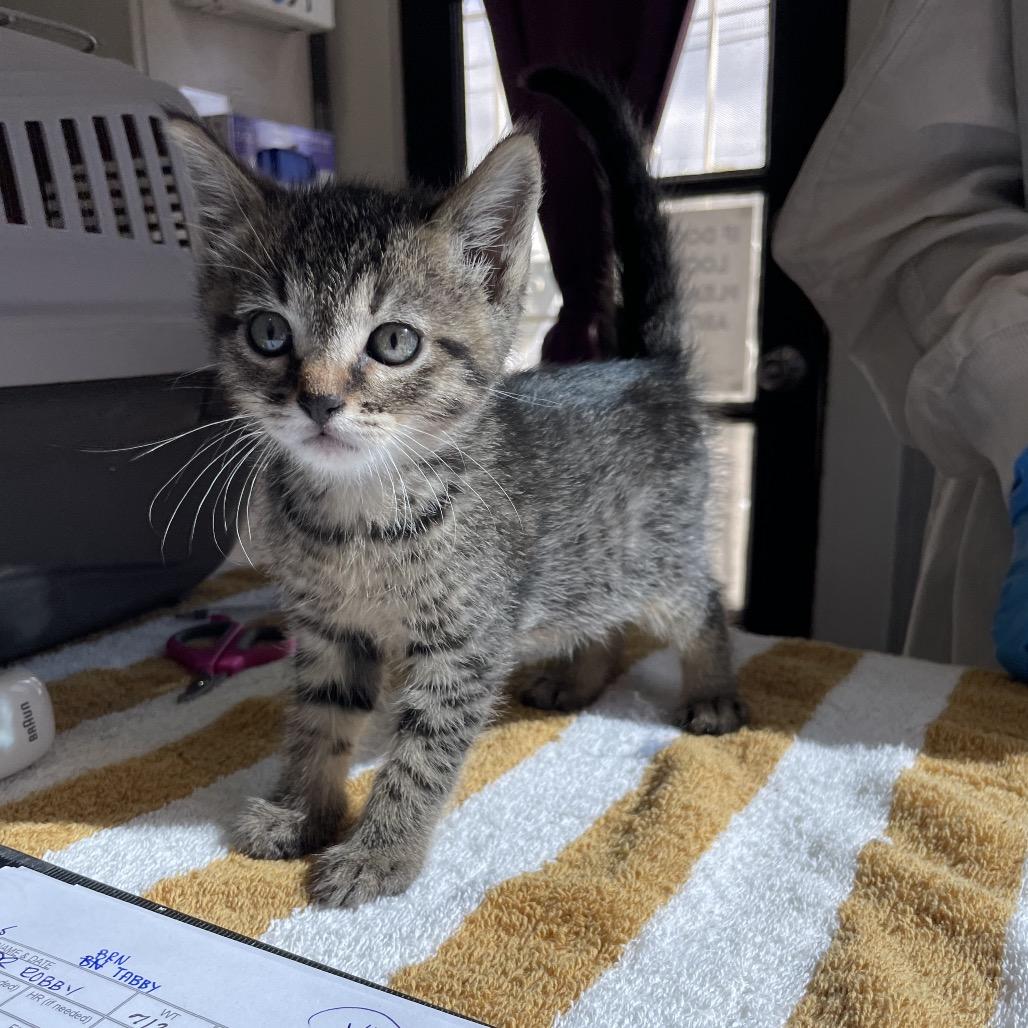 Enlarge Dr. Robby, a Adoptable Domestic Short Hair in Los Angeles, CA image 2/5