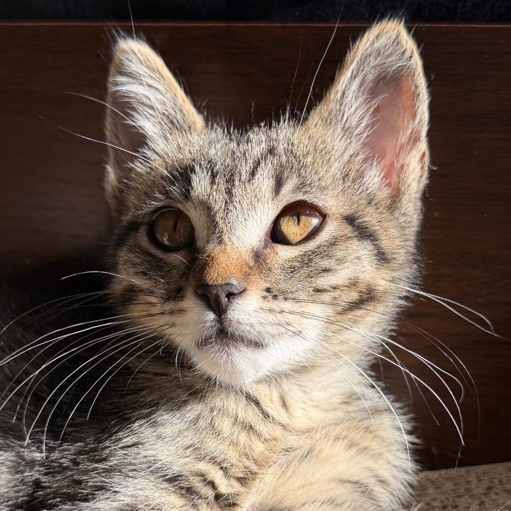 Enlarge Dr. Robby, a Adoptable Domestic Short Hair in Los Angeles, CA image 3/5