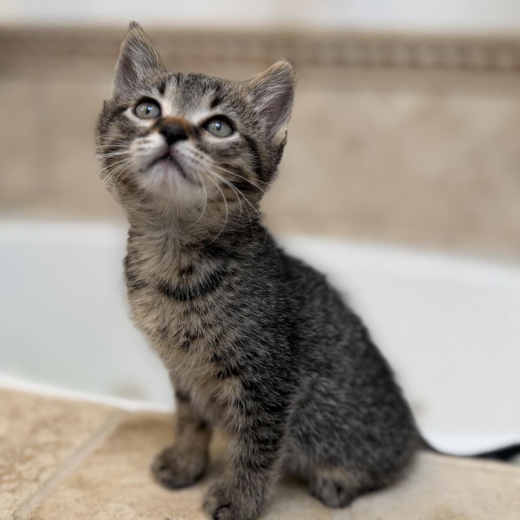 Enlarge Dr. Robby, a Adoptable Domestic Short Hair in Los Angeles, CA image 4/5