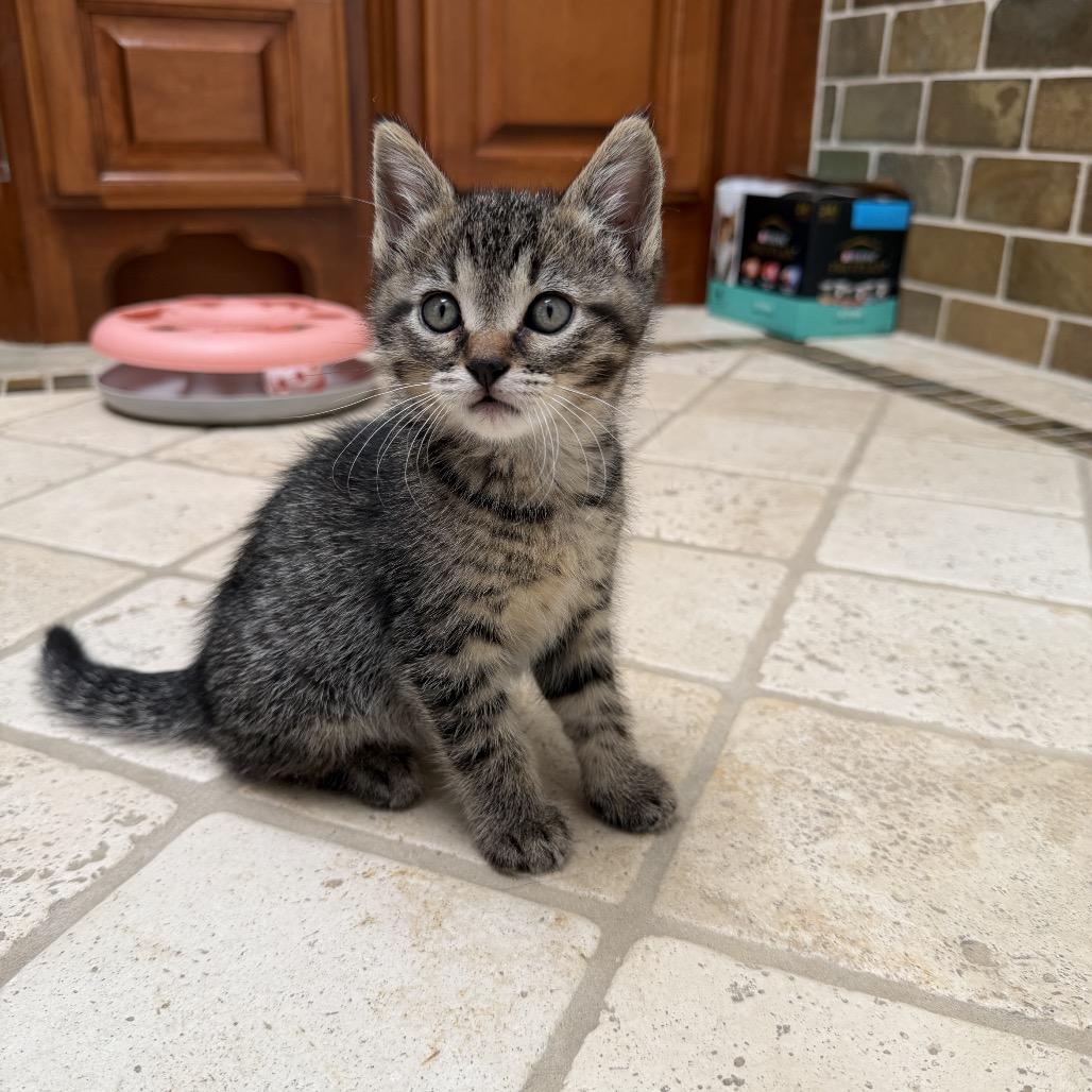 Enlarge Dr. Robby, a Adoptable Domestic Short Hair in Los Angeles, CA image 5/5