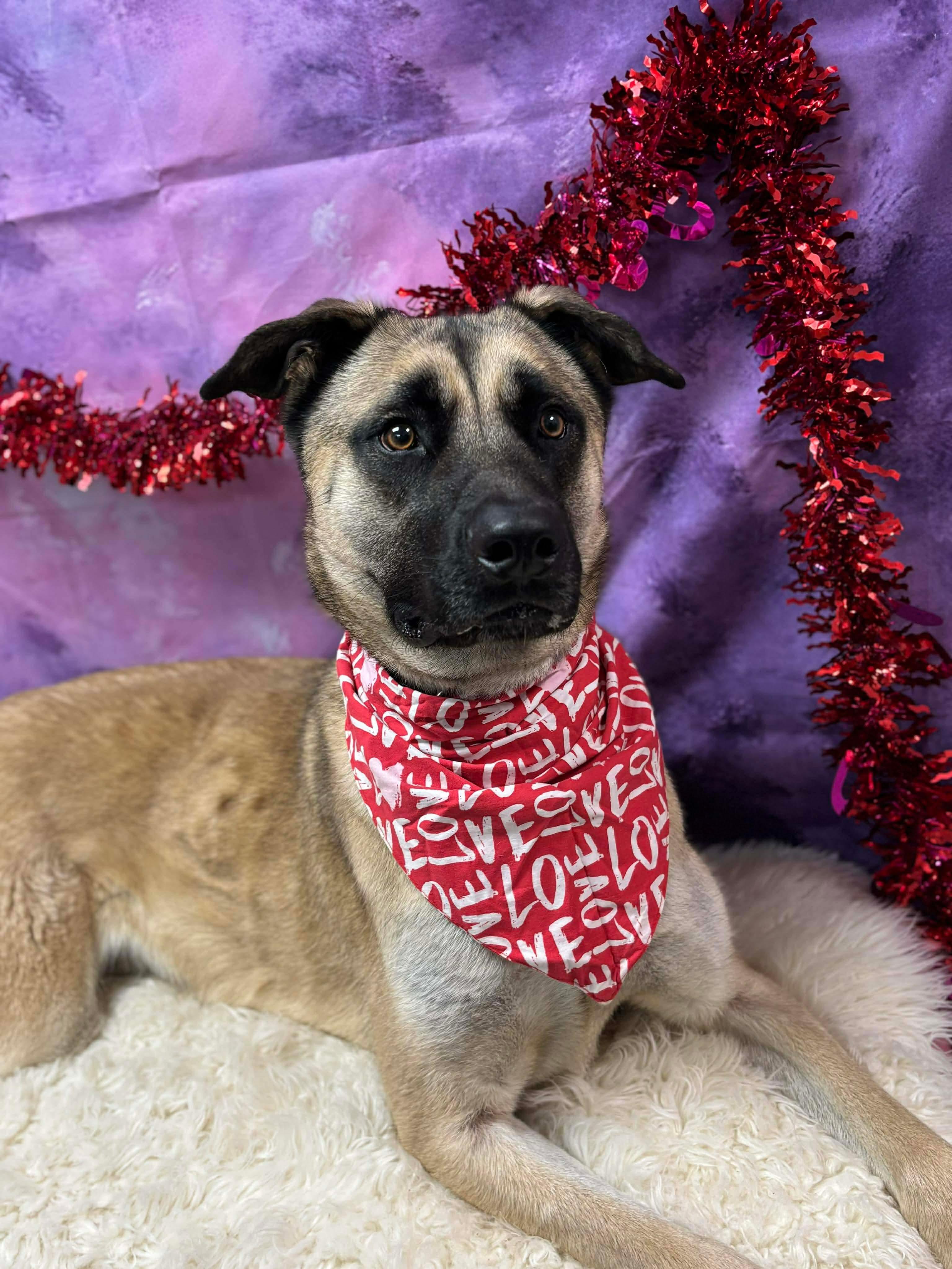 Enlarge Pup Pup, a Adoptable mixed breed in Effingham, IL image 5/6