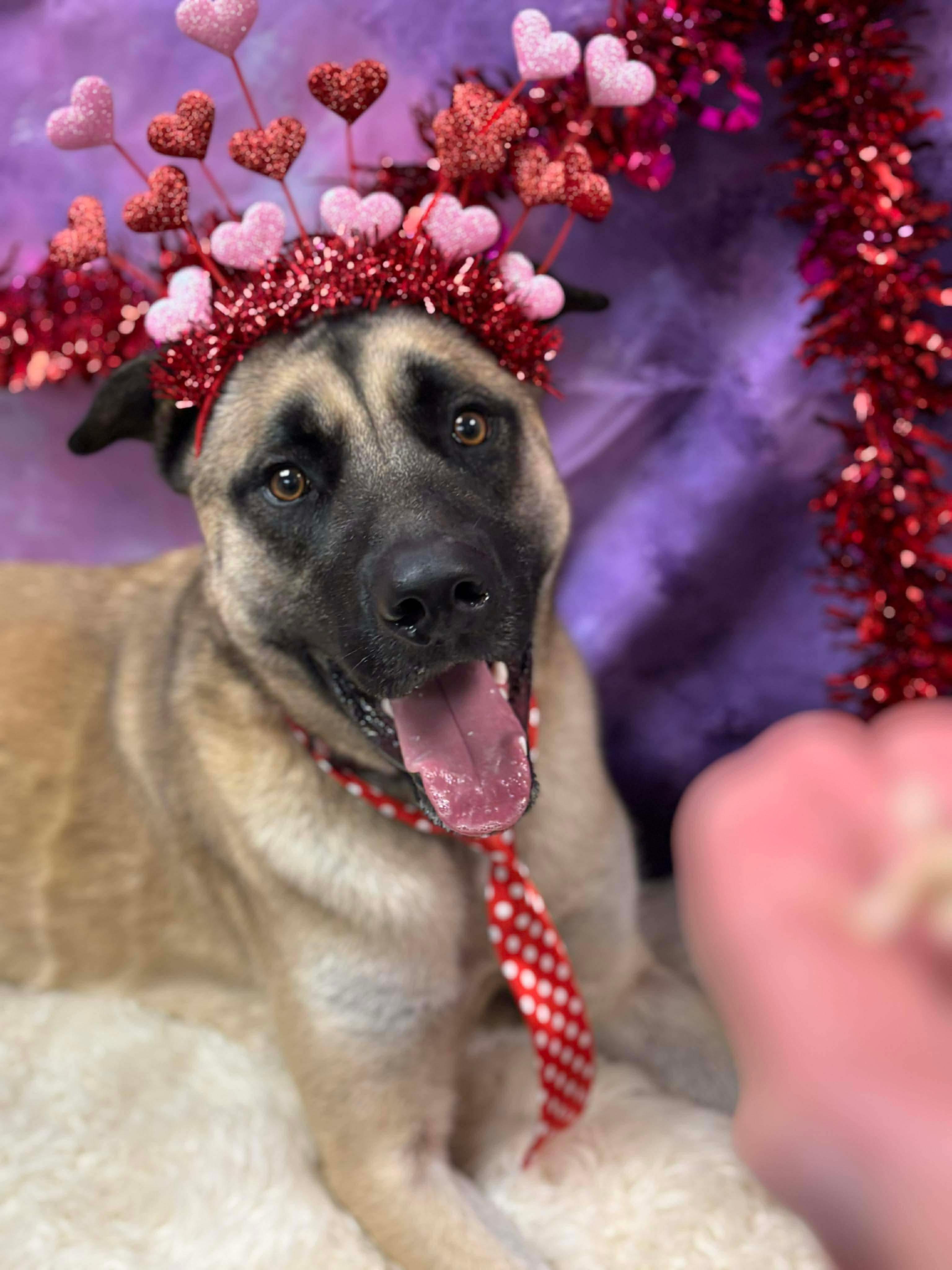 Enlarge Pup Pup, a Adoptable mixed breed in Effingham, IL image 1/6