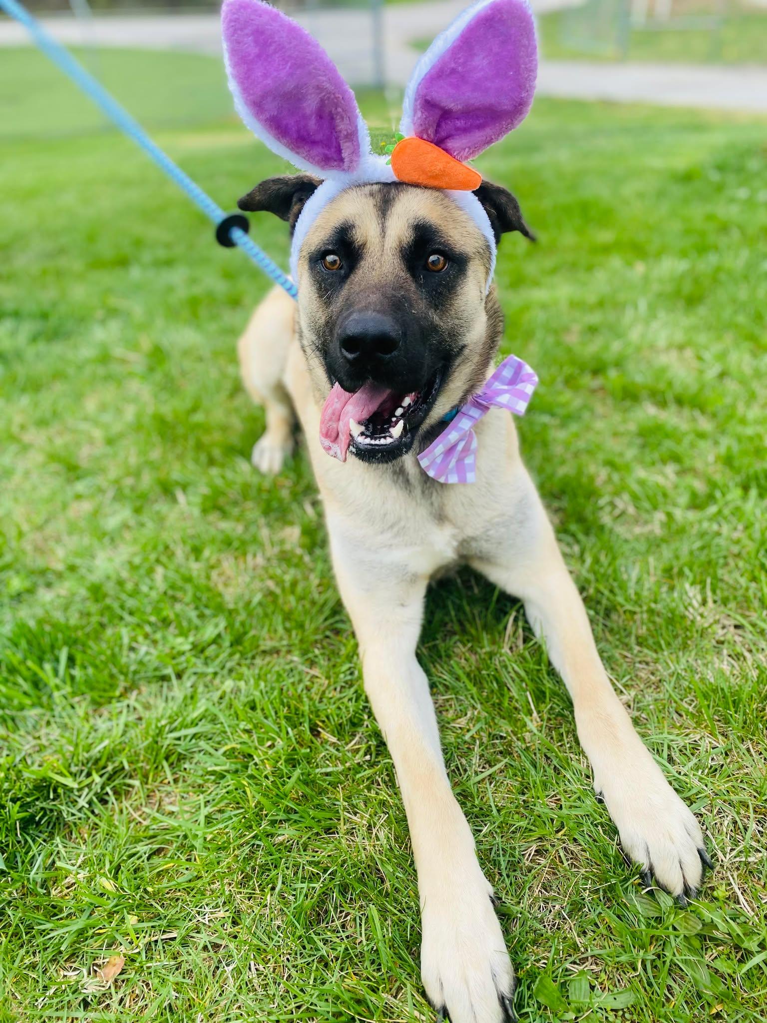 Enlarge Pup Pup, a Adoptable mixed breed in Effingham, IL image 2/6