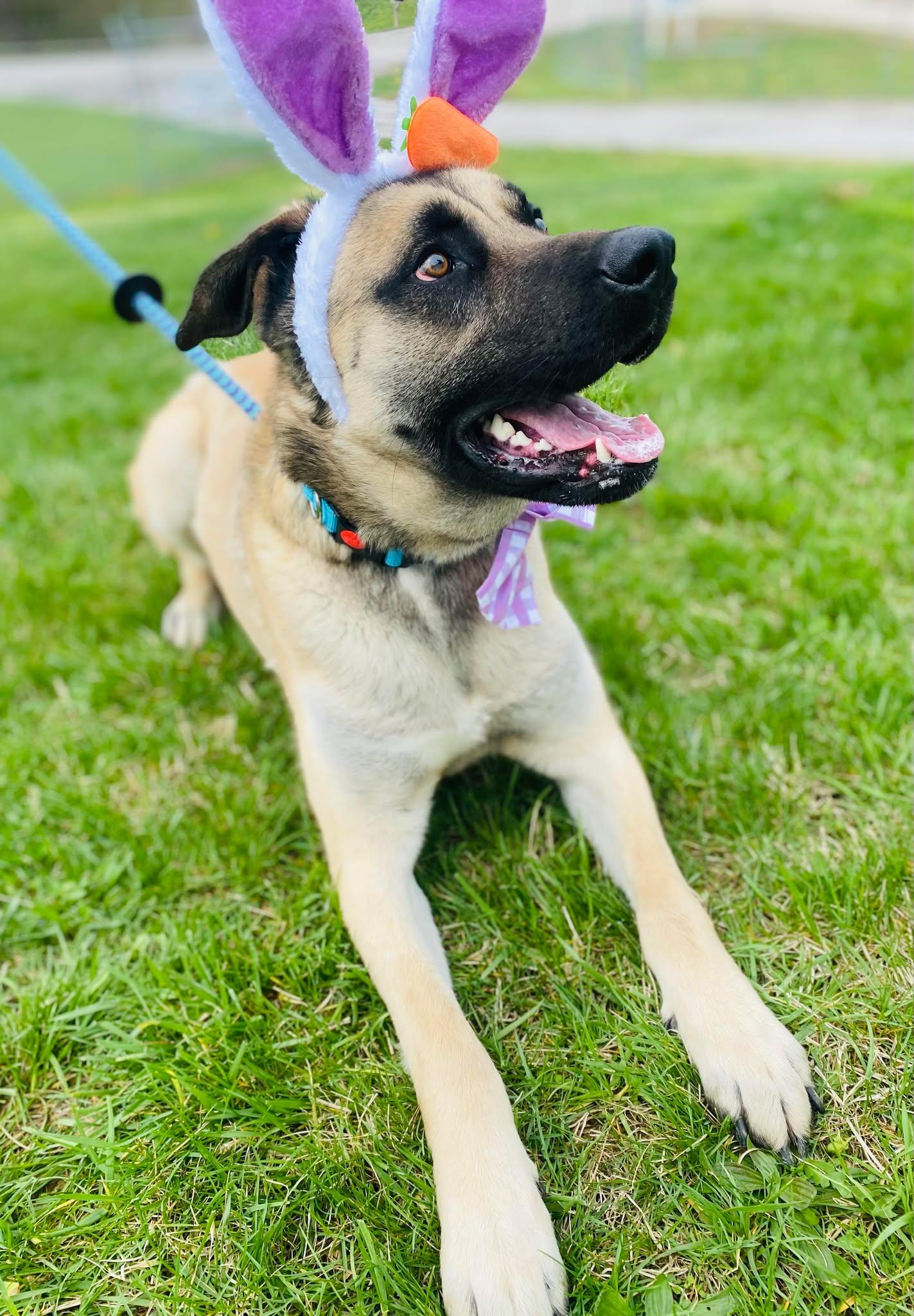 Enlarge Pup Pup, a Adoptable mixed breed in Effingham, IL image 4/6