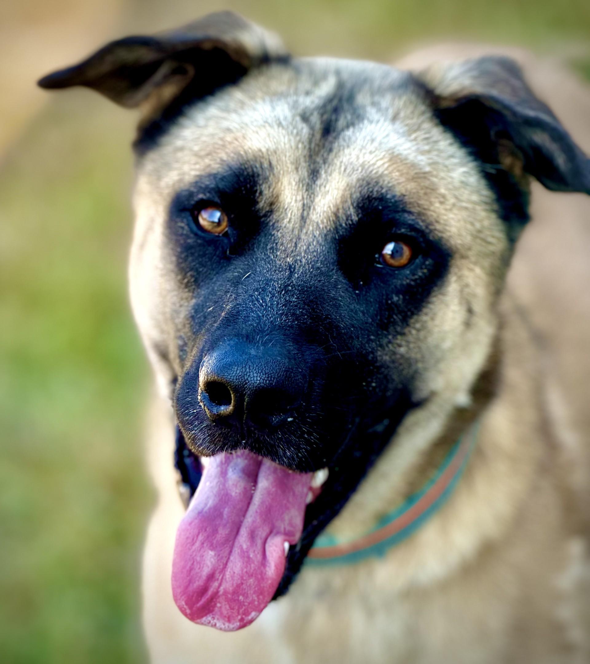 Enlarge Pup Pup, a Adoptable mixed breed in Effingham, IL image 6/6