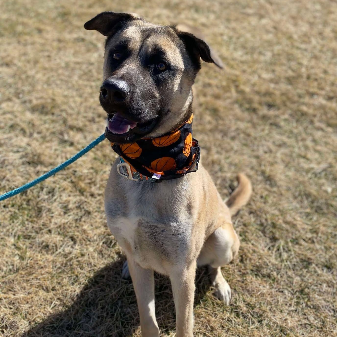 Enlarge Pup Pup, a Adoptable mixed breed in Effingham, IL image 3/6