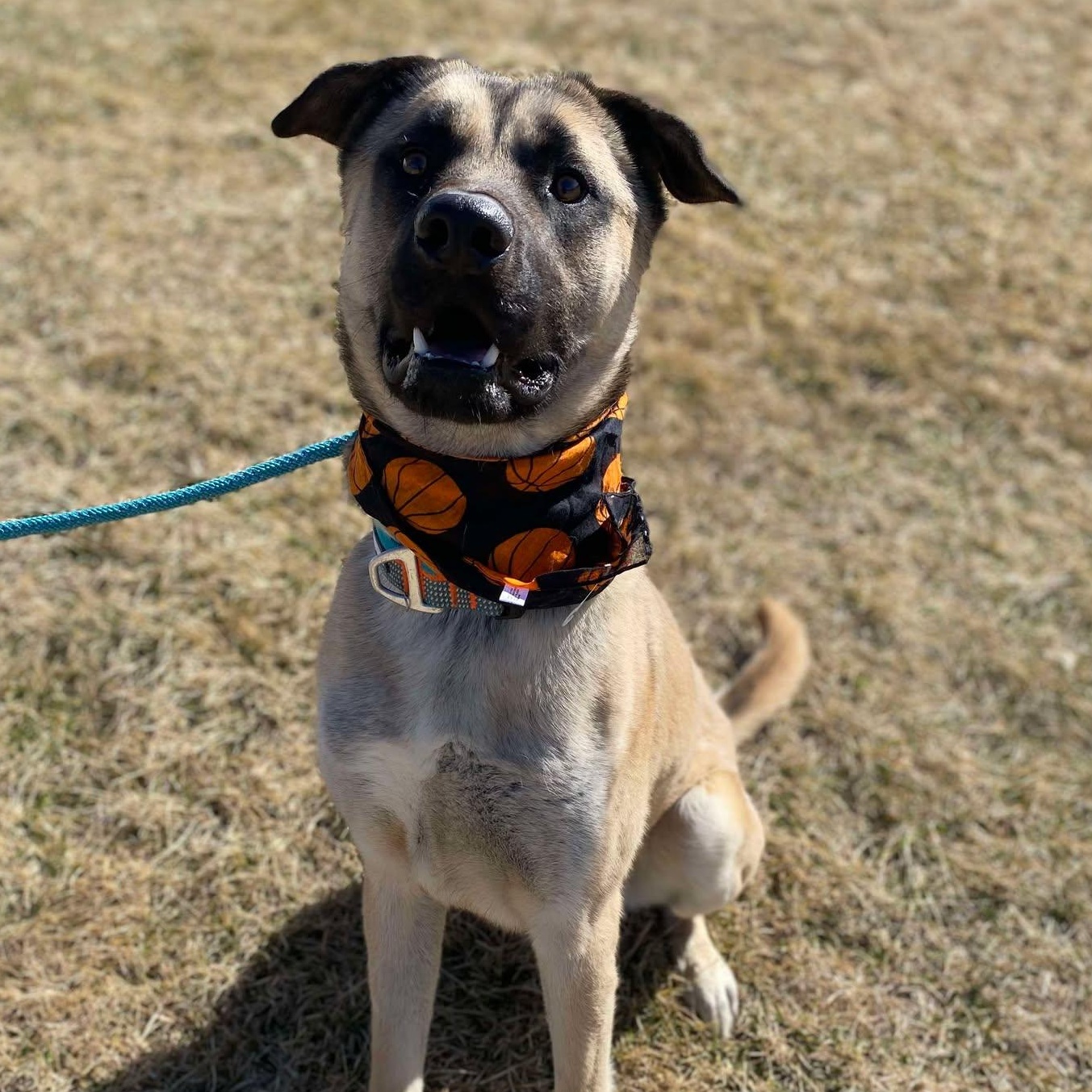 Enlarge Pup Pup, a Adoptable mixed breed in Effingham, IL image 5/6