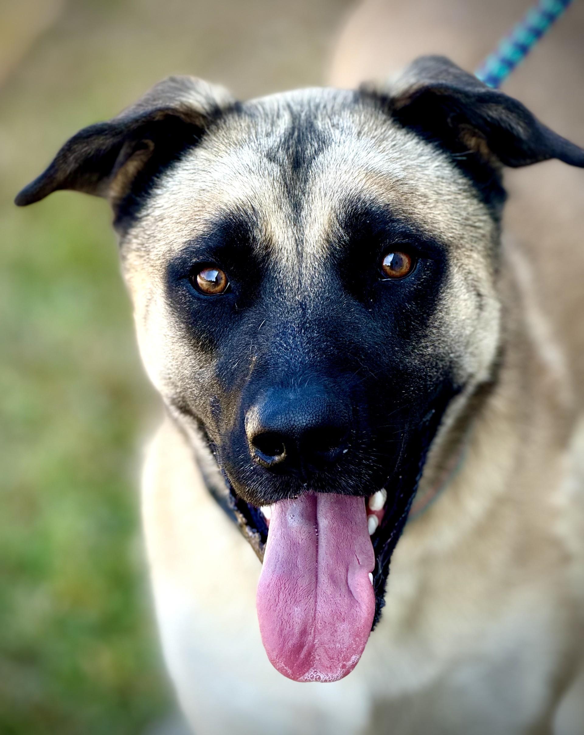 Pup Pup, Adoptable, Young Male Belgian Shepherd / Malinois & Husky.