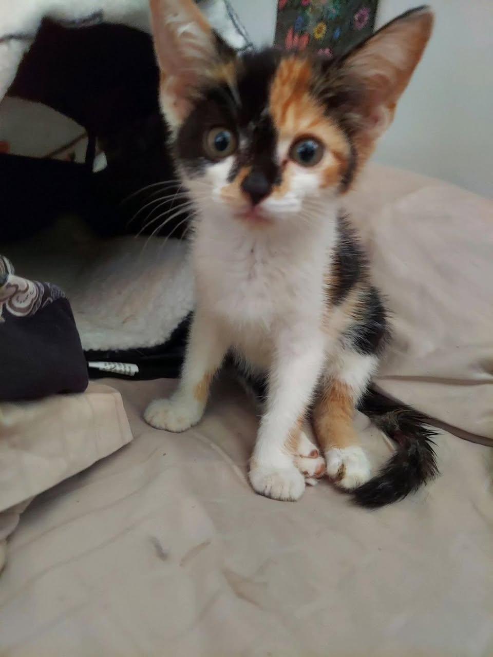 HOPE, adopted, Young Female Calico.