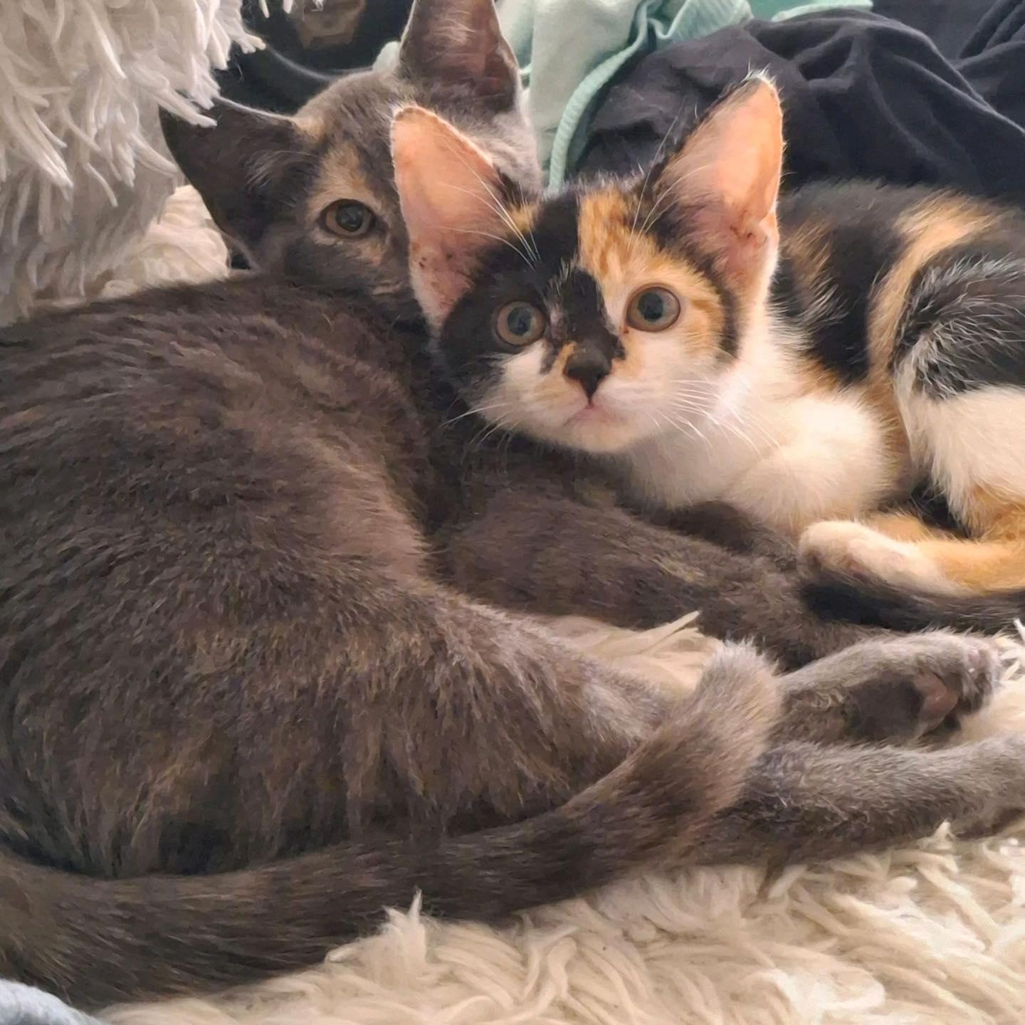 Enlarge HOPE, an adopted Calico in Cookeville, TN image 3/4