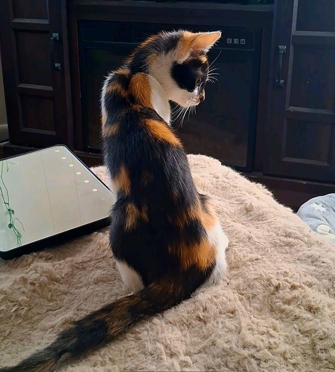 Enlarge HOPE, an adopted Calico in Cookeville, TN image 2/4