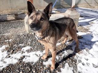 Enlarge Knots, an adopted mixed breed in Anaconda, MT image 2/3