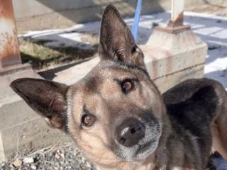 Knots, adopted, Adult Male Australian Kelpie & Shepherd.