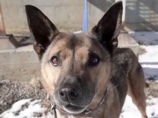 Enlarge Knots, an adopted mixed breed in Anaconda, MT image 3/3