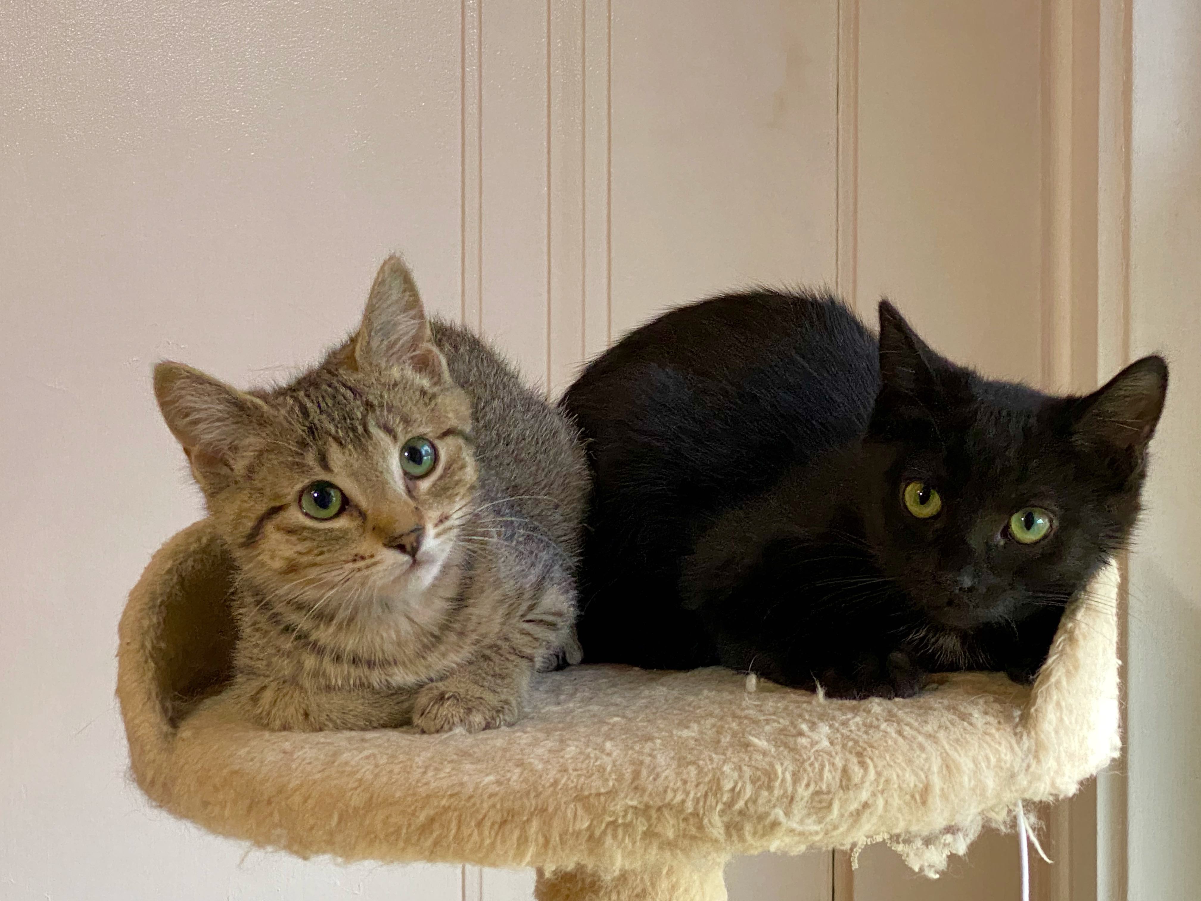 Piper (f) & Page (f)