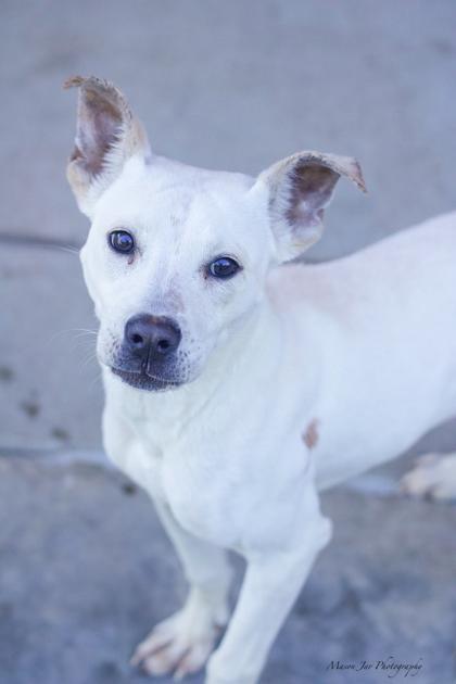 Triple, Adoptable, Puppy Female Mixed Breed & Mixed Breed.