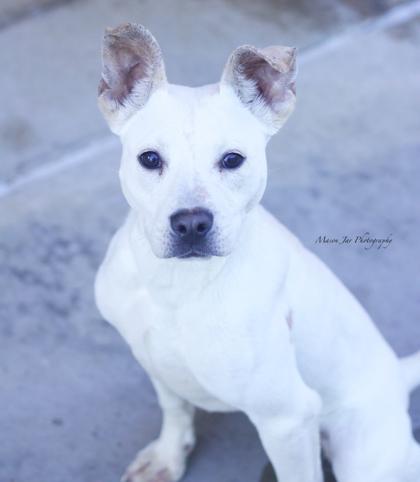 Enlarge Triple, a Adoptable Mixed Breed in Reidsville, NC image 2/2