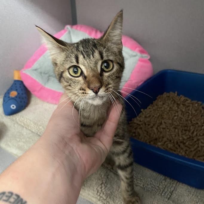 Ellie, Adoptable, Young Female Domestic Short Hair.