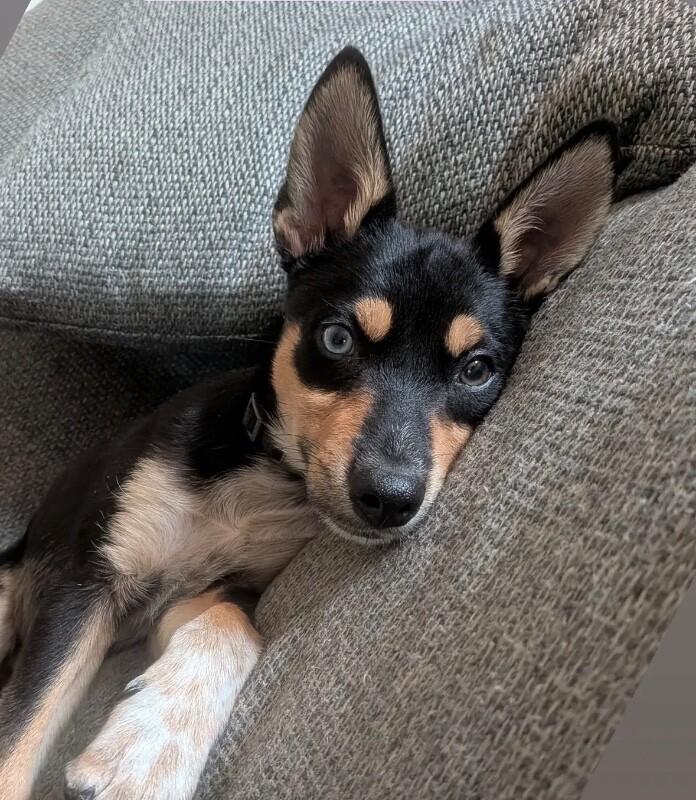 Barton, a Adoptable mixed breed in Boulder, CO image 2/3