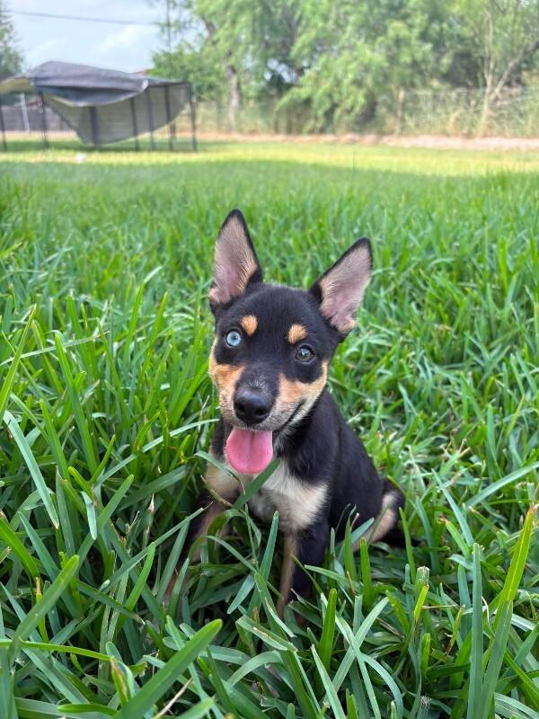Barton, a Adoptable mixed breed in Boulder, CO image 3/3