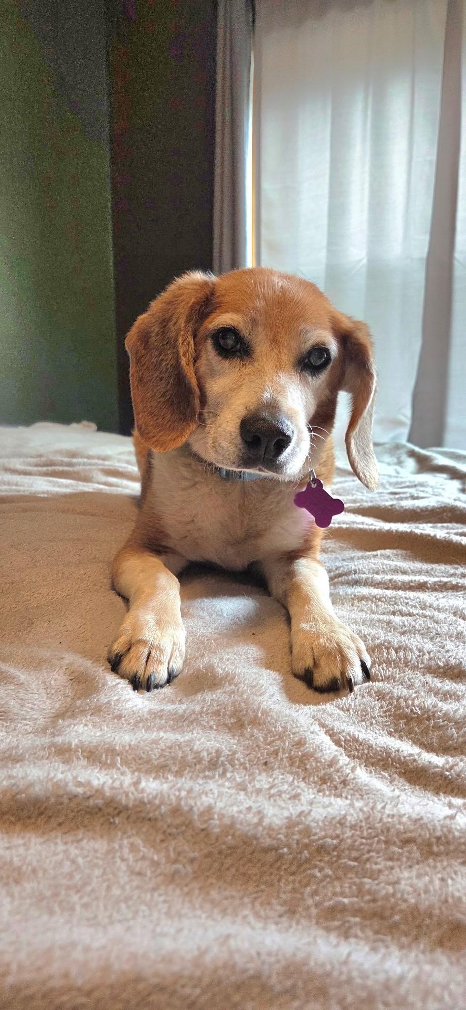 Ruby, ADOPTABLE, Senior Female Beagle.