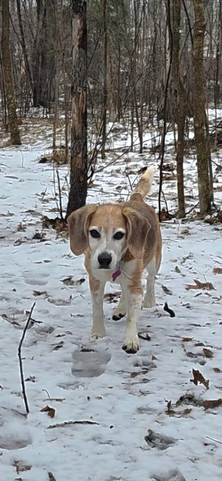Enlarge Ruby, a ADOPTABLE Beagle in Hayward, WI image 3/3