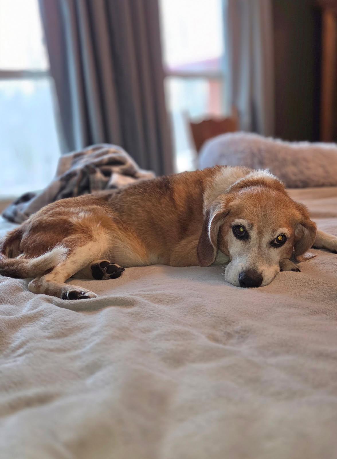 Enlarge Ruby, a ADOPTABLE Beagle in Hayward, WI image 2/3