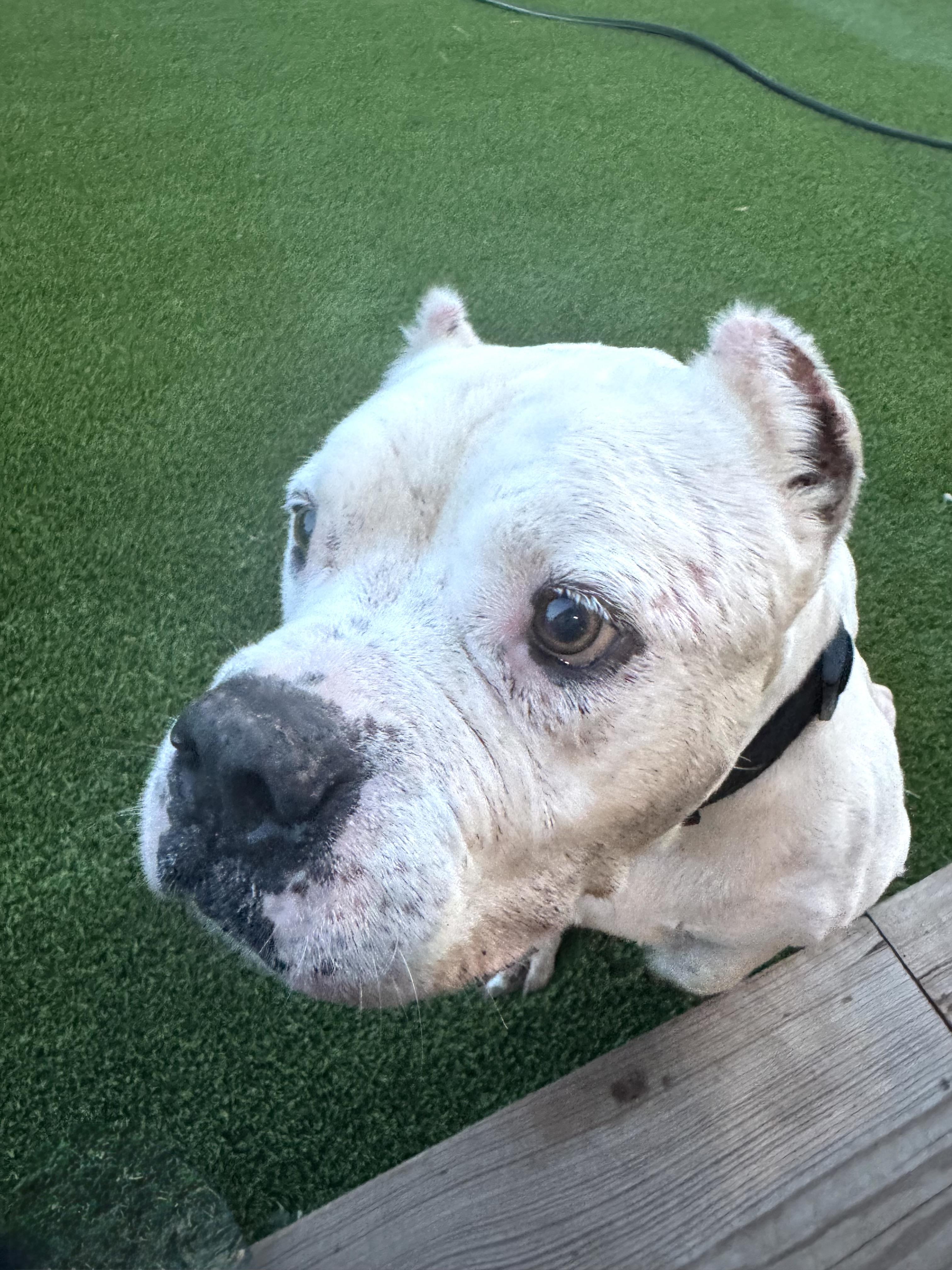 Otis — thumbnail 2