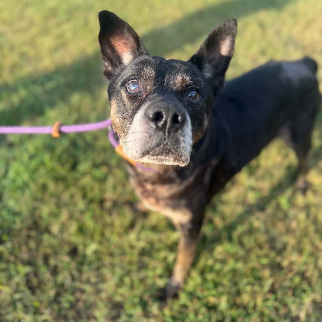 Grandpa Joe, Adoptable, Senior Male Mixed Breed.