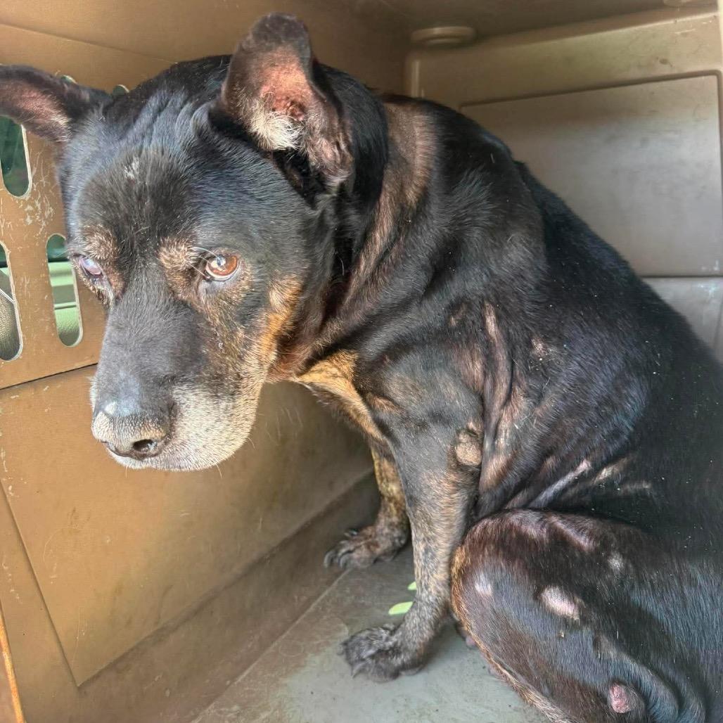 Enlarge Grandpa Joe, a Adoptable Mixed Breed in Huntington, WV image 2/2