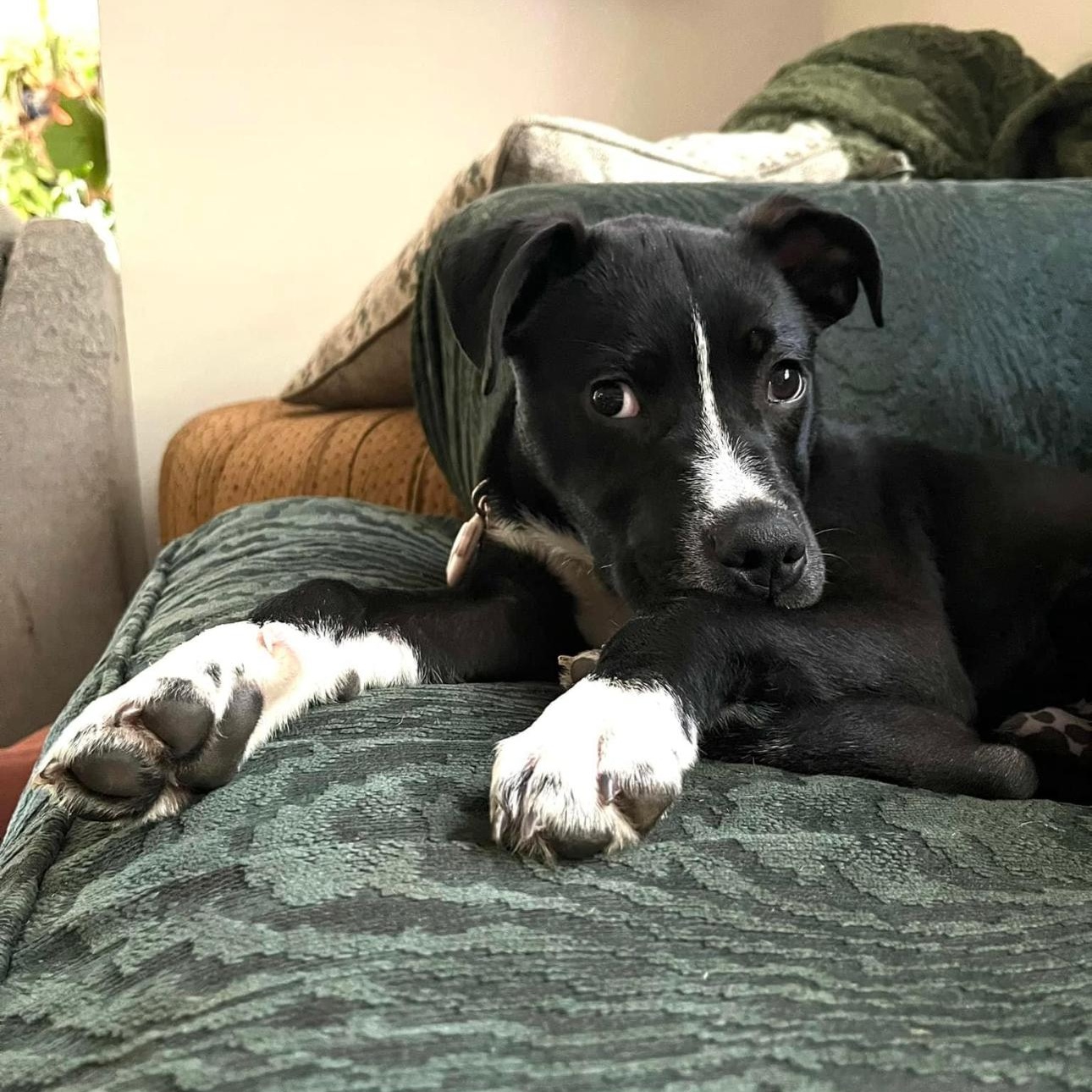 6845 Edgar, a Adoptable mixed breed in Springfield, MO image 3/5