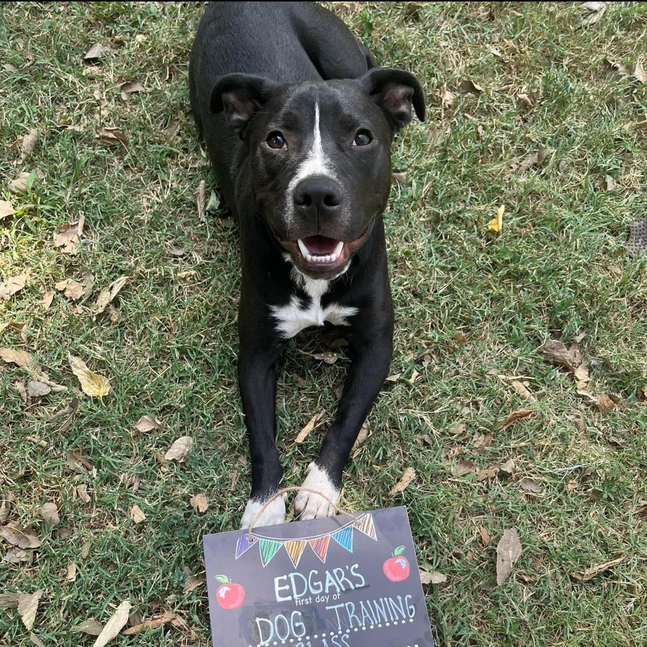 6845 Edgar, a Adoptable mixed breed in Springfield, MO image 5/5