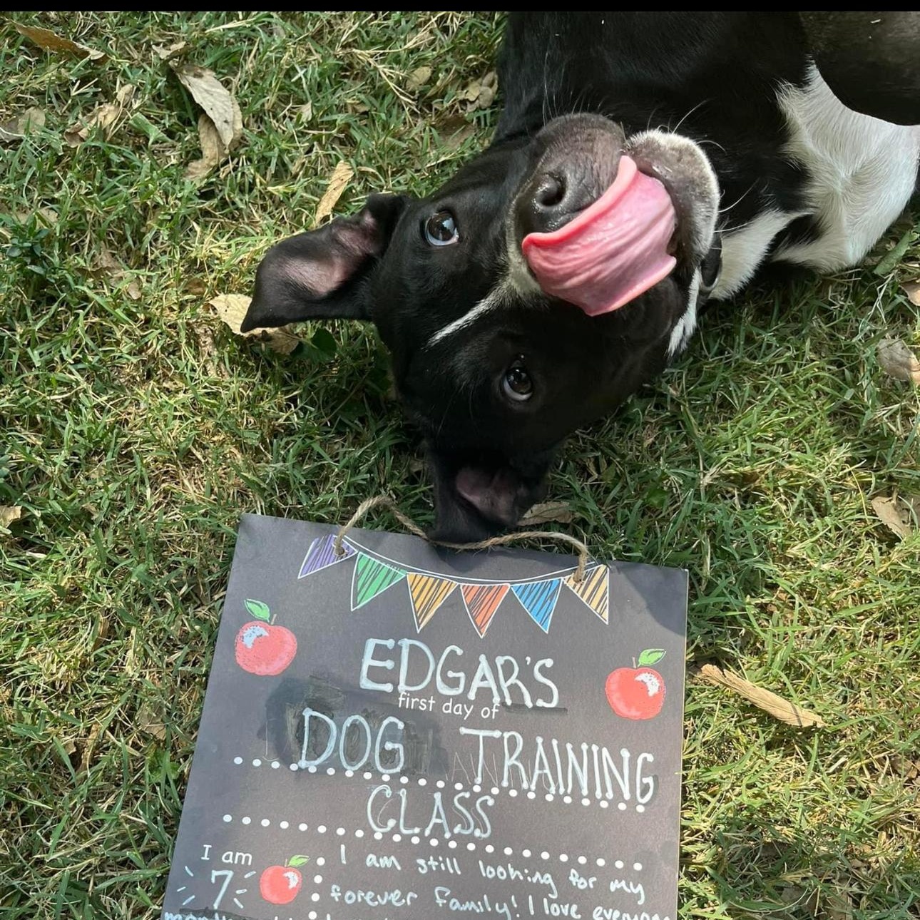 6845 Edgar, a Adoptable mixed breed in Springfield, MO image 4/5