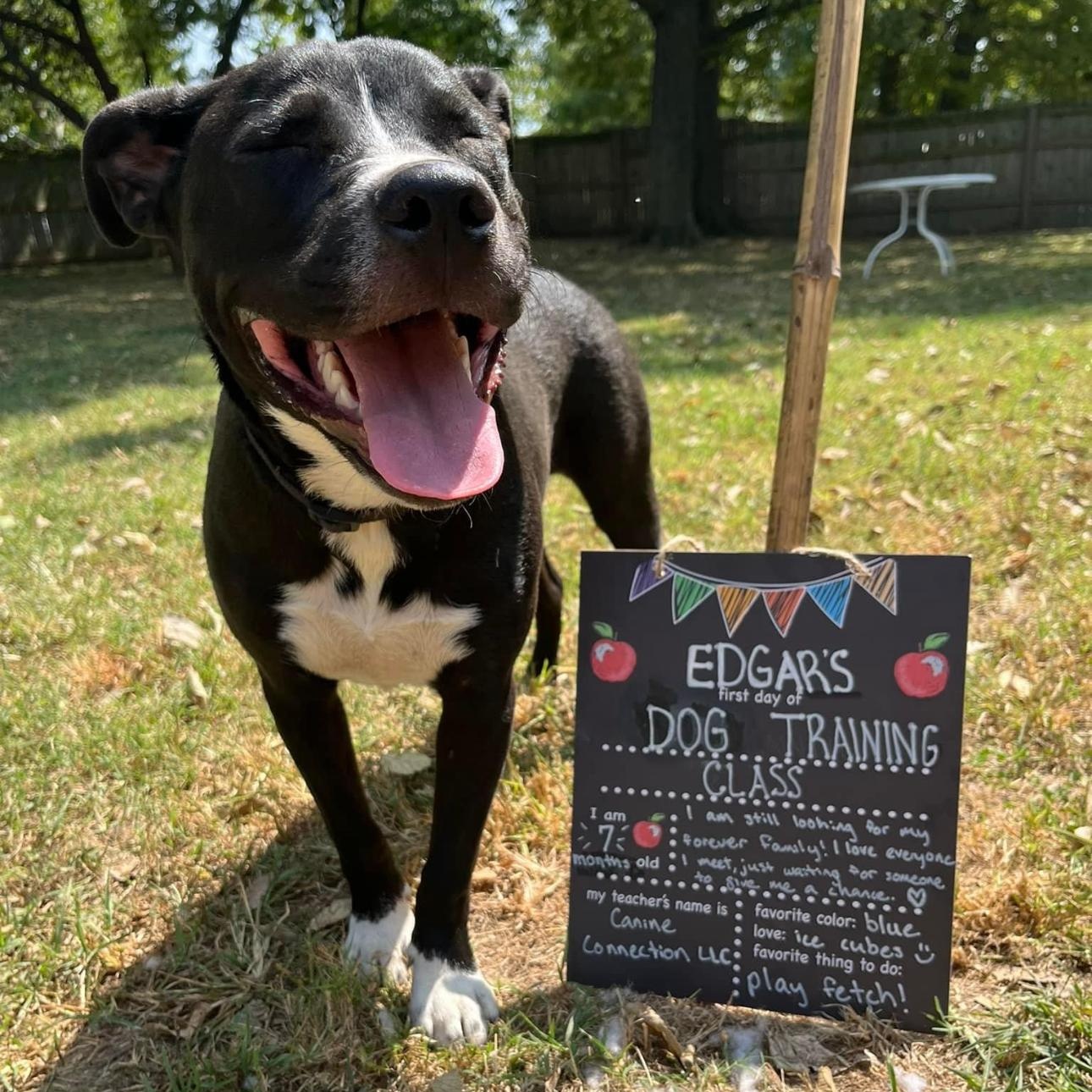 6845 Edgar, a Adoptable mixed breed in Springfield, MO image 1/5