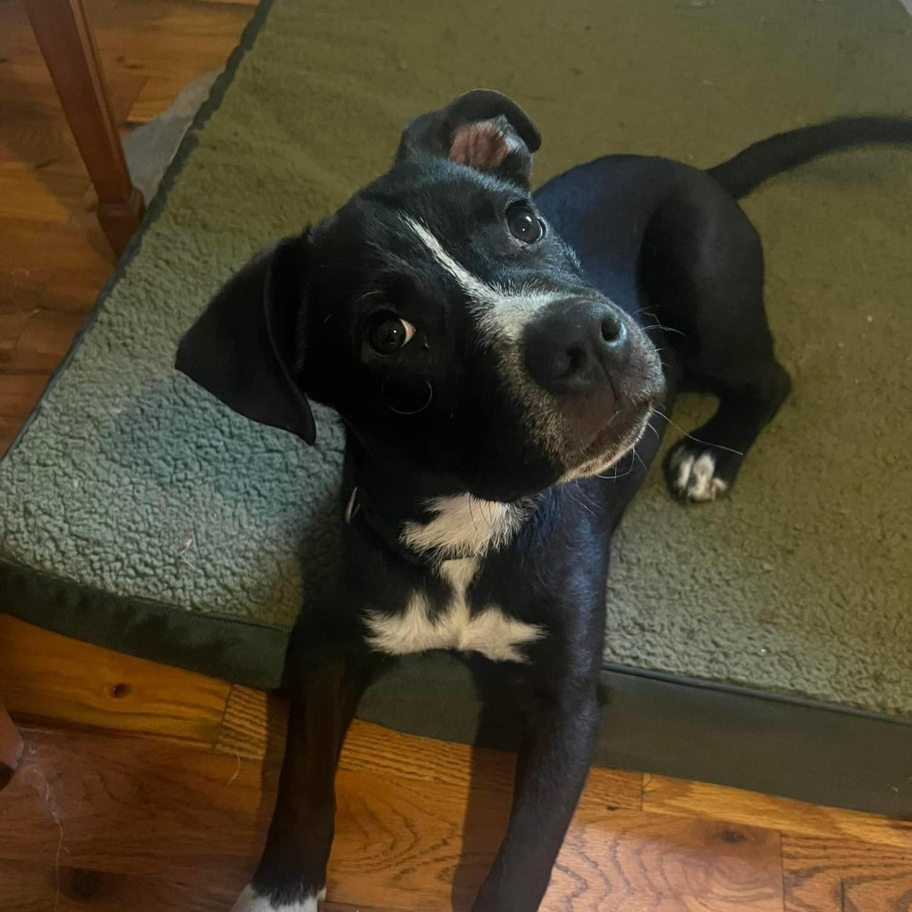 6845 Edgar, a Adoptable mixed breed in Springfield, MO image 2/5