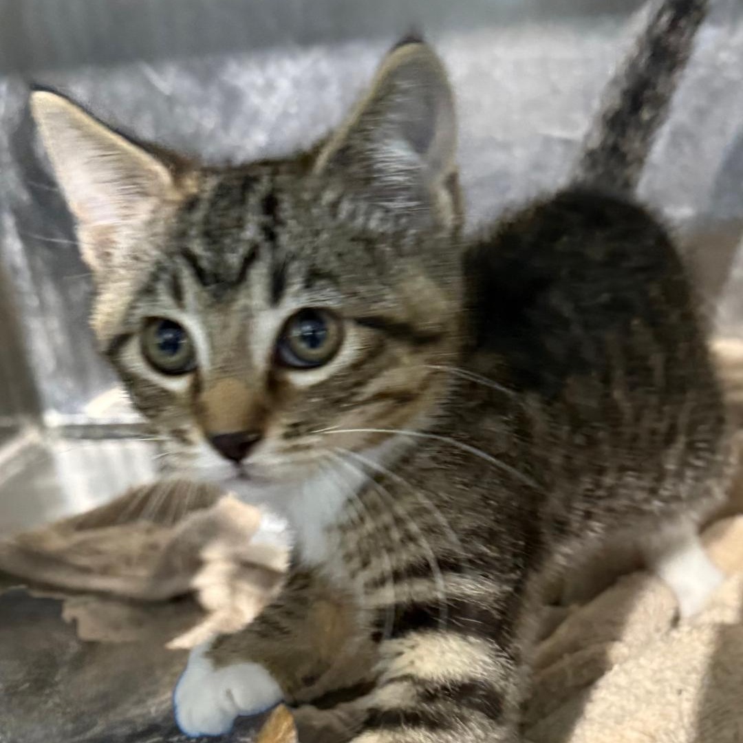 Enlarge GUS, a ADOPTABLE Domestic Short Hair in Gresham, WI image 1/1