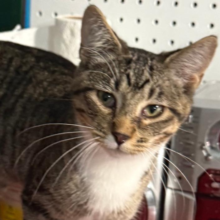 GUS, ADOPTABLE, Kitten Male Domestic Short Hair.