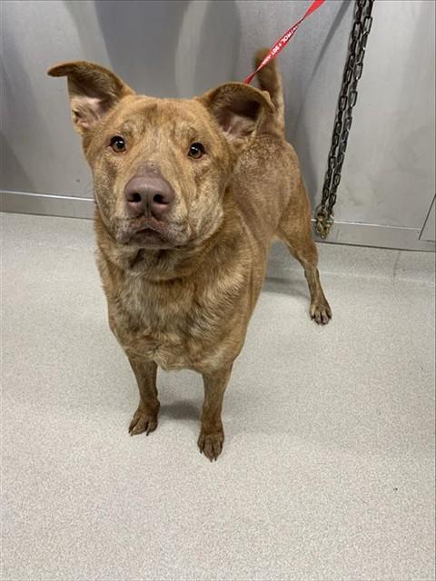 Enlarge COPPER, a Adoptable mixed breed in Fairbanks, AK image 1/1