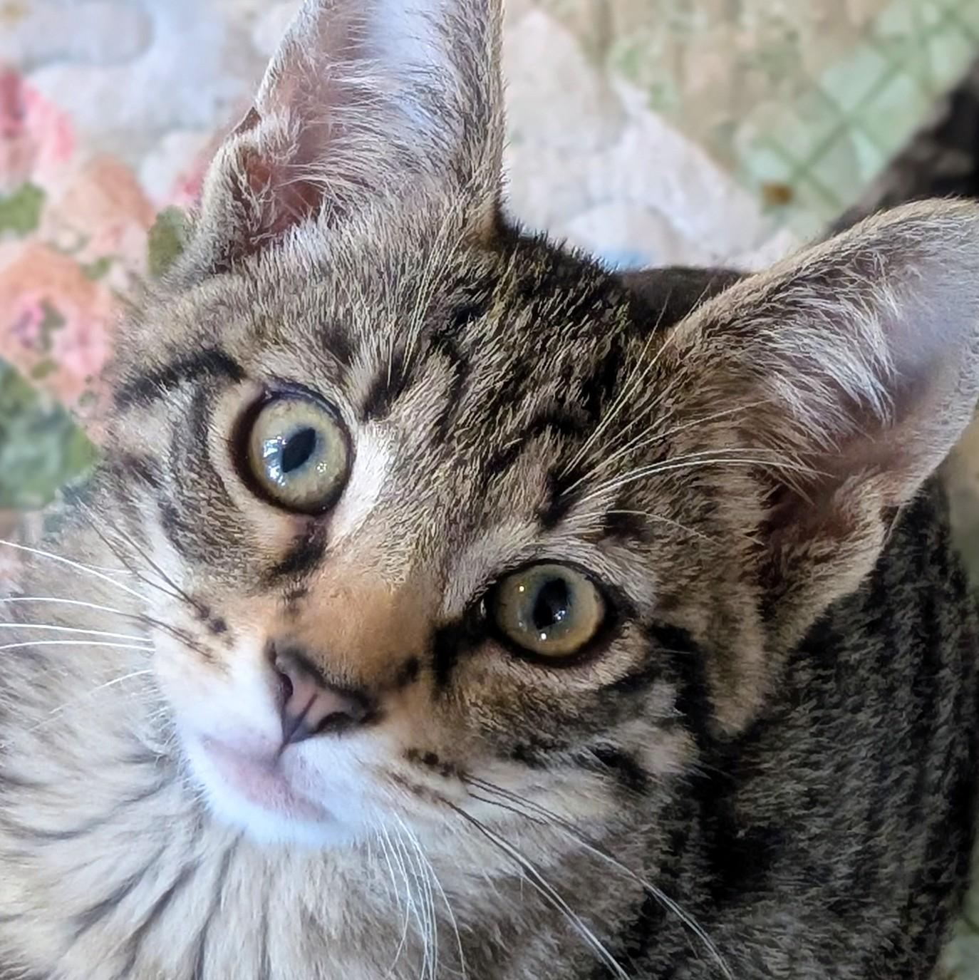 Enlarge Crispin, a Adoptable Domestic Short Hair in Johnsburg, IL image 1/5