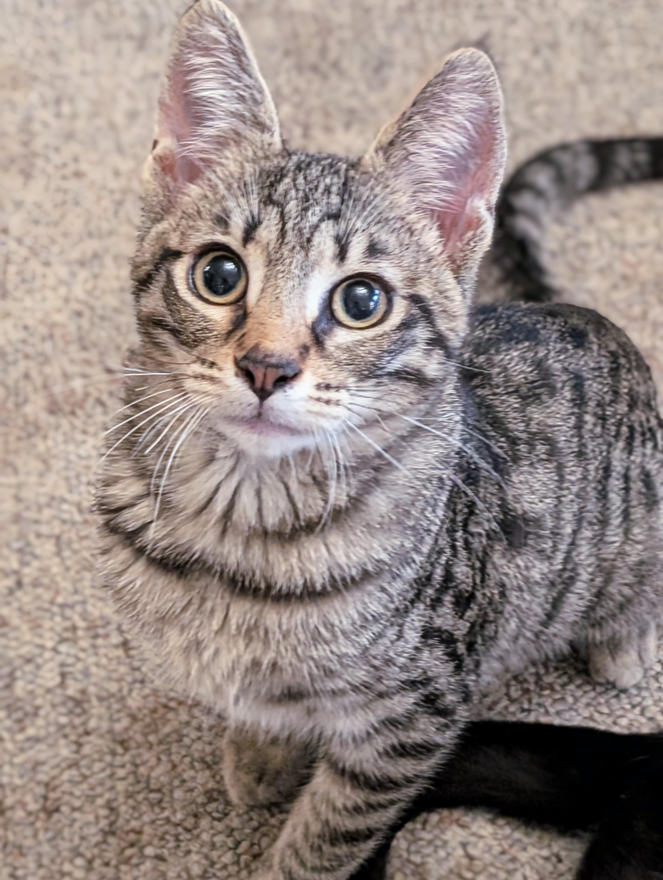 Enlarge Crispin, a Adoptable Domestic Short Hair in Johnsburg, IL image 3/5